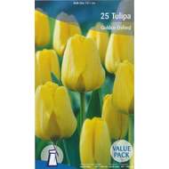 Tulipán 'Golden Oxford' 25ks