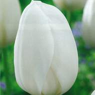 Tulipán 'White Prince' 10ks