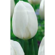 Tulipán 'White Prince' 10ks