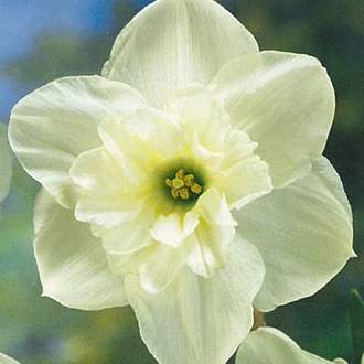 Narcis 'Papillon Blanc' 5ks