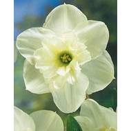 Narcis 'Papillon Blanc' 5ks