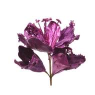 Amaryllis květ umělý na klipu fialový