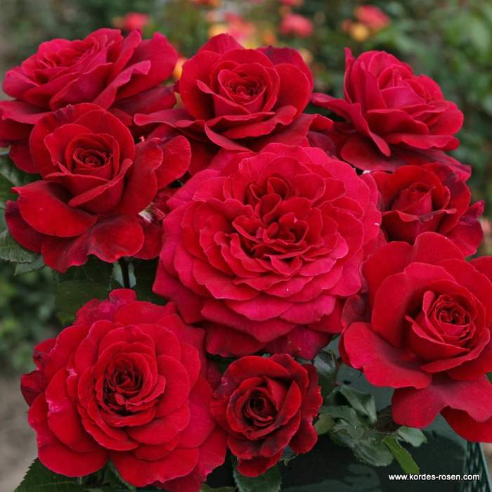 Levně Růže Kordes 'Bellevue' 2 litry