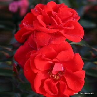 Růže Kordes 'Brillant Korsar' 2L kontejner