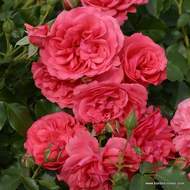Růže Kordes 'Rosarium Uetersen' 2 litry