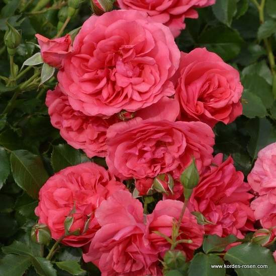 Levně Růže Kordes 'Rosarium Uetersen' 2 litry