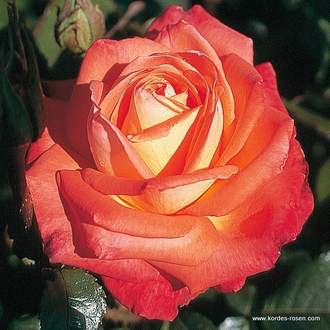 Růže Kordes 'Königin der Rosen' 2L kontejner