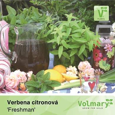Levně Verbena citrónová 'Freshman' květináč 12cm