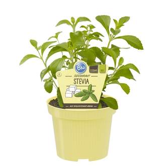 Stevia sladká BIO 12cm