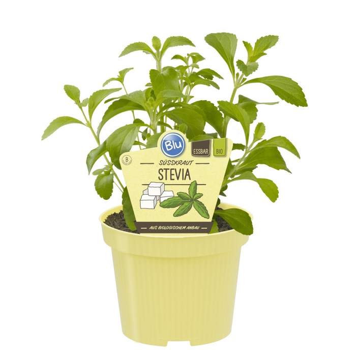 Levně Stevia sladká BIO 12cm