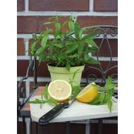 Verbena citronová BIO 12cm