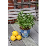 Bazalka citronová BIO květináč 12cm