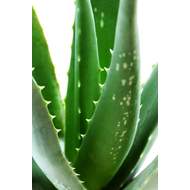 Aloe vera 'Sweet' BIO 12cm