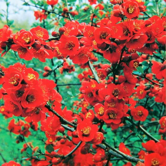 E-shop Kdoulovec nádherný 'Texas Scarlet' květináč 2,5 litru, výška 20/30cm, keř