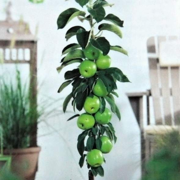 Levně Jabloň 'Green Sensation' květináč 5 litrů, výška 80/100cm, sloupová, zimní, CIZOSPRAŠNÁ