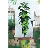 Jabloň 'Green Sensation' květináč 5 litrů, výška 80/100cm, sloupová, zimní, CIZOSPRAŠNÁ