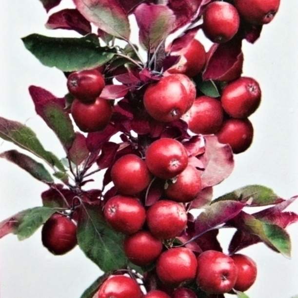 Levně Jabloň 'Red Sensation' květináč 5 litrů, sloupová, výška 80/100cm, podzimní, CIZOSPRAŠNÁ