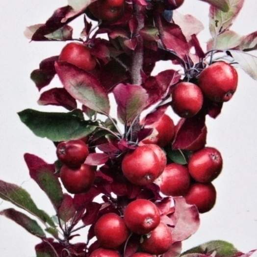 Levně Jabloň 'Red Leaf' květináč 5 litrů, sloupová, podzimní, CIZOSPRAŠNÁ