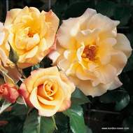 Růže Kordes 'Moonlight' květináč 5 litrů