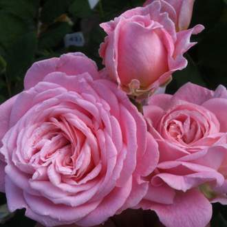 Růže Kordes Parfuma 'Rosengräfin Marie Henriette' kmínek 90cm