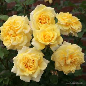 Růže Kordes 'Sterntaler' 5,5L kontejner