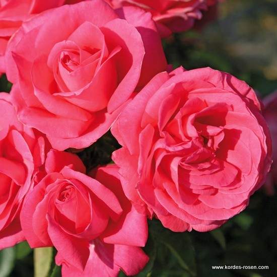 Levně Růže Kordes 'Cherry Lady' květináč 5 litrů