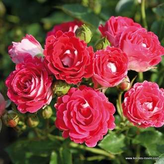 Růže Kordes 'Marie Rottrová' 5,5L kontejner