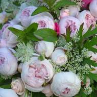 Růže Kordes Parfuma 'Herzogin Christiana' květináč 5 litrů