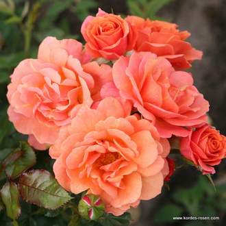 Růže Kordes Kordes 'Lambada' 5,5L kontejner