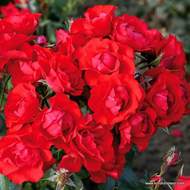 Růže Kordes Kordes 'Black Forest Rose' květináč 5 litrů