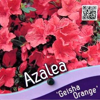 Azalka japonská 'Geisha Orange' květináč 2,5 litru, výška 20/25cm, keř
