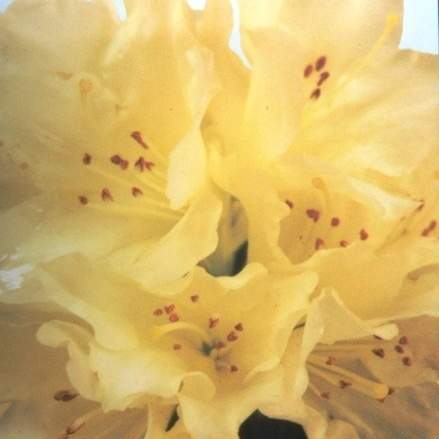 Levně Pěnišník 'Golden Wonder' květináč 1,5 litru, výška 20/25cm, keř