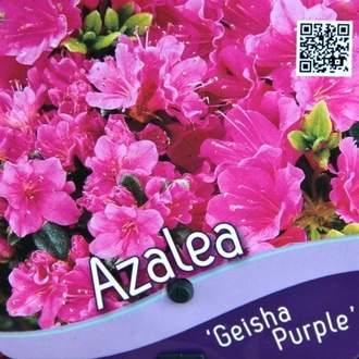 Azalka japonská 'Geisha Purple' květináč 2,5 litru, výška 20/25cm, keř