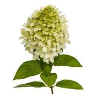 Hortenzie latnatá 'Limelight' květináč 5 litrů, výška 40/50cm, keř
