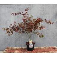 Javor dlanitolistý 'Trompenburg' květináč 7,5 litru, výška 60/80cm, keř