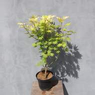 Javor japonský 'Summergold' květináč 2,5 litru, výška 20/30cm, keř