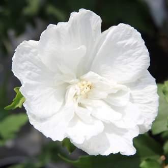 Ibišek syrský  'White Chiffon' květináč 3 litry, výška 40/60cm, keř