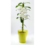 Obal orchidej OLA průsvitný plast 13cm světle zelená