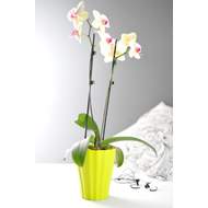 Obal orchidej OLA plast 13cm světle zelená