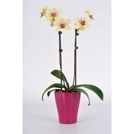 Obal orchidej OLA plast 13cm fialová