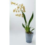 Obal orchidej OLA průsvitný plast 13cm šedá