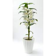 Obal orchidej OLA plast 13cm bílá
