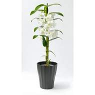 Obal orchidej OLA plast 13cm antracit
