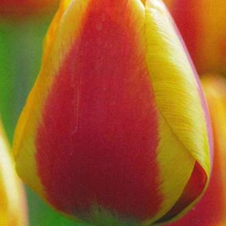 Tulipán 'Bright Flair' 10ks