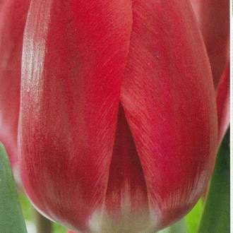 Tulipán Cherry Delight 10ks