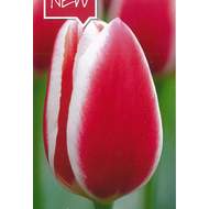 Tulipán 'Candy Apple Delight' 10ks