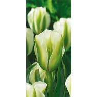 Tulipán Spring Green 10ks