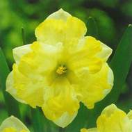 Narcis 'Goblet' 5ks