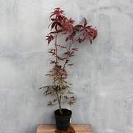 Javor dlanitolistý 'Atropurpureum' květináč 10,5cm, výška 10/15cm, keř