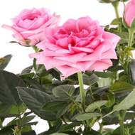 Růže 'Palace' květináč 17cm